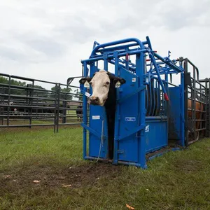 2025 New Mold Steel Tube Panel Cattle Squeeze Chute thumbnail-4