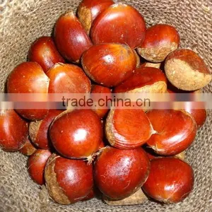 Chestnut Type and 10kg Gunnysack Packaging Chestnut thumbnail-1
