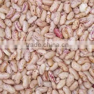 Speckled Kidney Beans With Hige Quality for Sale thumbnail-1