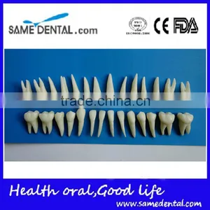 Dental Same Proportionally Simulation Model DEA-43 thumbnail-5