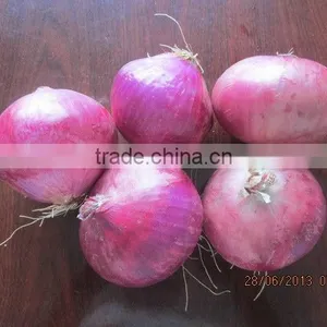 Red Onion From Mainland thumbnail-1