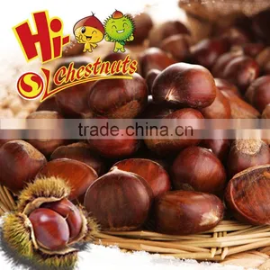 Sweet and Easy Peeling Chinese Chestnut thumbnail-1