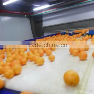 Fresh Navel Orange High Quality thumbnail-6