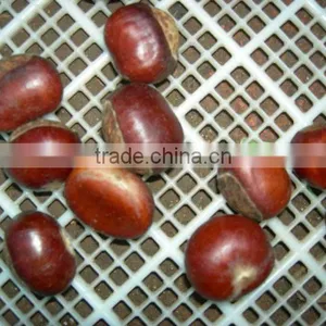 Frozen Chestnut Kernel Grade AA Sweet Nuts thumbnail-1