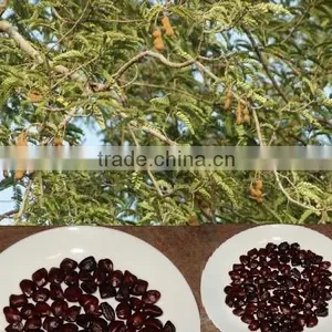 Indian Imli Fruits Tree Seeds Tamarindus Indica India Rajasthan Asia thumbnail-1