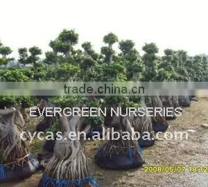 Ficus Big Bonsai thumbnail-1