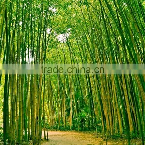 Bamboo Skewer Bamboo Sticks Bamboo Incense High Quality Low Price thumbnail-1