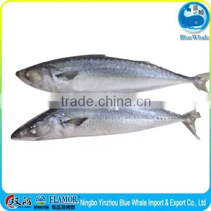 100/200g 200/300g 300/500g 400/600g Scomber Japonicus thumbnail-2