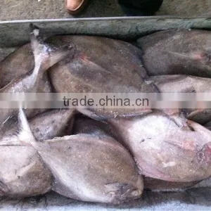 Black Pomfret thumbnail-1