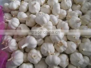 Fresh Garlic thumbnail-1