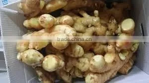 Fresh Ginger New Crop 2015 thumbnail-3