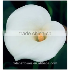 2016 Lastest Arriving Cut White Calla Lily Flower for Selling thumbnail-3