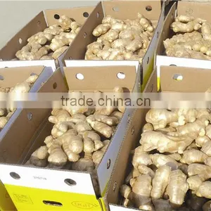Bulk Fresh Ginger in Carton Package thumbnail-4