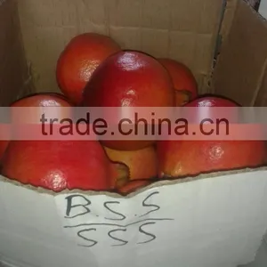 Fresh Pomegranate Fruit Supplier in India / Malaysia / Singapore / Dubai / Maldives / Sri Lanka thumbnail-3
