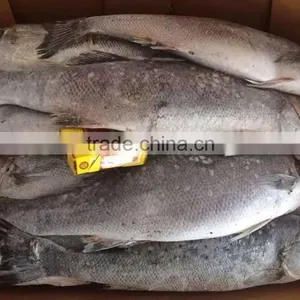 Frozen Seabass thumbnail-2
