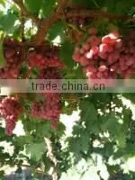 Fresh Red Grape thumbnail-3