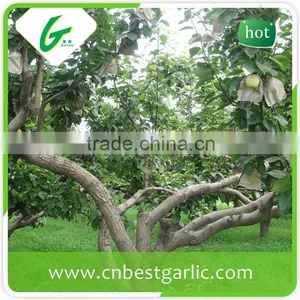 Cheap Bulk su Pear thumbnail-4