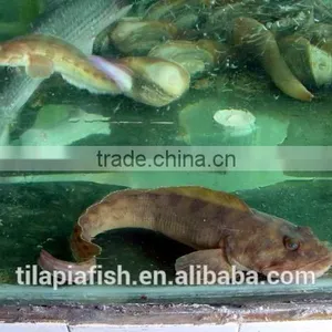 Frozen Fresh Catfish to African Market thumbnail-1