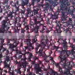 High Quality Non-Peeled Part and Fresh,Fresh Style Fresh Onion Promotion thumbnail-4