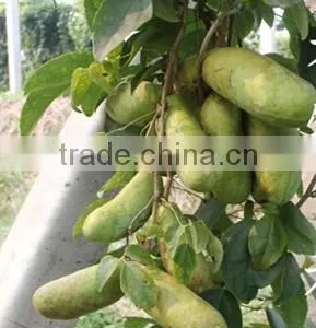 High Quality Rare Fruit Tree Seeds For Planting Holboellia Latifolia Wall Seeds thumbnail-1