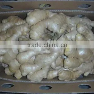 Wholesale Chinese Fresh Ginger With High Quality thumbnail-5