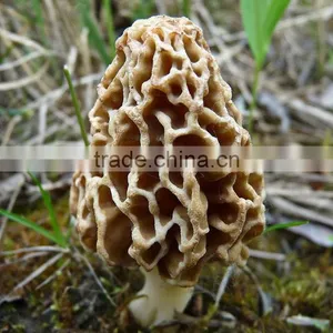 Shanghai Detan Affordable Dried Morel Mushrooms thumbnail-4