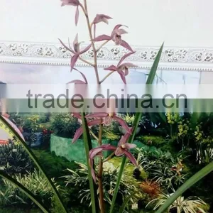 Cymbidium Hybridum Faberi(Zhu Gong Hybrid) thumbnail-2