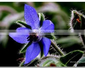 Borage Seed Oil With GMP thumbnail-1