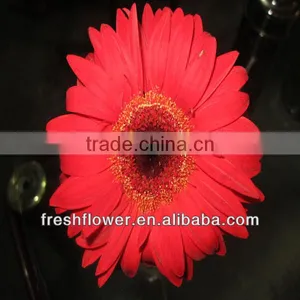 Kunming Flower Export Fresh Cut Gerbera thumbnail-1