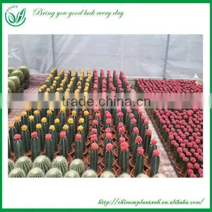 Chamaecereus Sylvestri F.variegatus Cactus Plants thumbnail-4