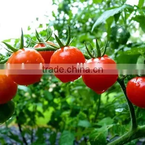 Tomato Multiple Layer Continuous Type Mesh Belt Dryer thumbnail-6