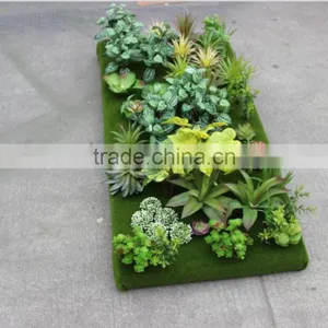 Succulent Plants Green Wall Interior Decoration for Sale thumbnail-2