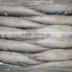 Frozen Grey Mullet With Cheap Price thumbnail-1