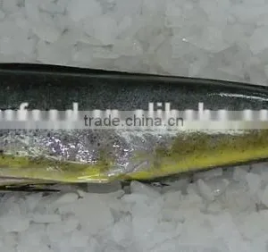 Frozen Gutted Mahi Mahi thumbnail-1