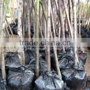 Prunus Serrulata Live Plants thumbnail-1