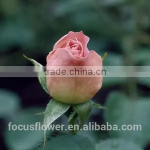 on Line Shopping Fresh Rose Flowered Trim Fresh Cut Flowers Kenya for Home Decoration thumbnail-4