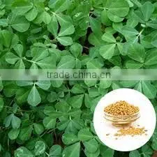 FENUGREEK EXTRACT thumbnail-1