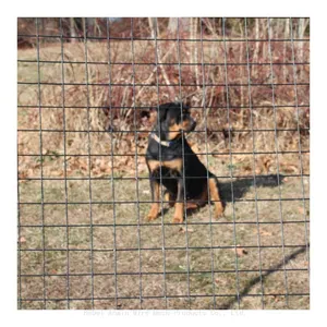 Galvanized Welded Wire Mesh Rolls (1/4 x 1/4