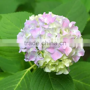 Low Price Cheapest Hydrangea Flowers Bonsai thumbnail-3