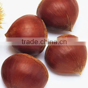 China Export Chestnut thumbnail-1