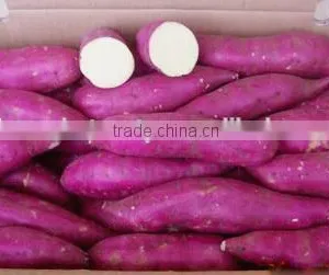 FRESH SWEET POTATO thumbnail-3