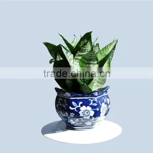 Drought-resistant Bonsai Sansevieria thumbnail-2