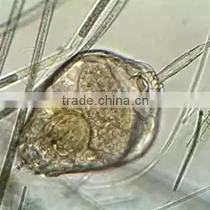 Rotifer W.M Individual Microscope Prepared Slide thumbnail-1