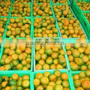 Mandarin Orange/ Honey Mandarine thumbnail-1