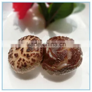 Antumn Planting Log Thick Shiitake Mushroom Spawn thumbnail-1