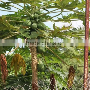 Dried Green Papaya thumbnail-6