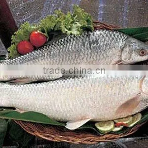 Mrigal (Cirrihirus Mrigala) thumbnail-1