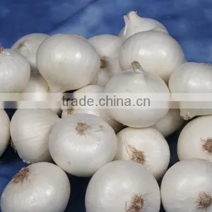FX-139 Low Damage Rate Commercial Fresh Garlic Separating Machine /Garlic Dividing Machine / Garlic Separator thumbnail-4