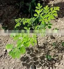 Moringa Oil thumbnail-2