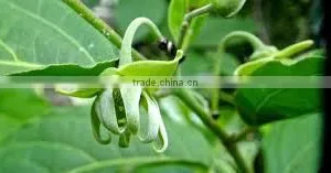 CANANGA JAVA OIL thumbnail-4